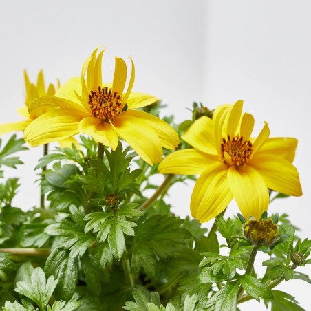 BIDENS