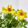 BIDENS