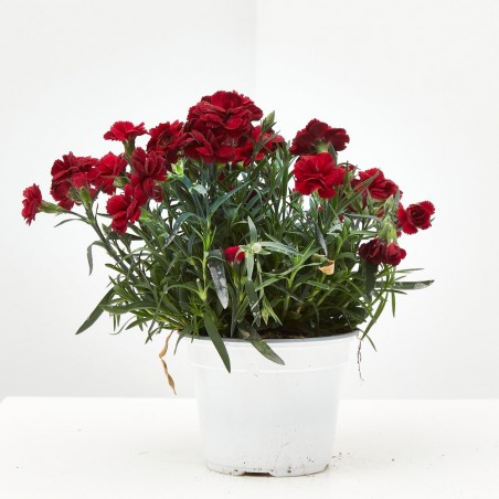 CLAVEL - VARIEDADES SURTIDO