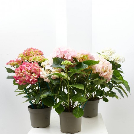 HORTENSIA