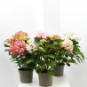 HORTENSIA