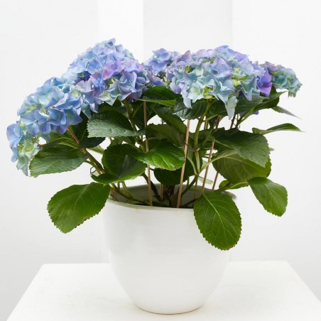 HORTENSIA