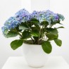 HORTENSIA