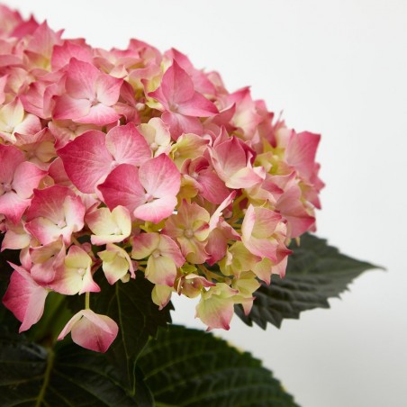HORTENSIA