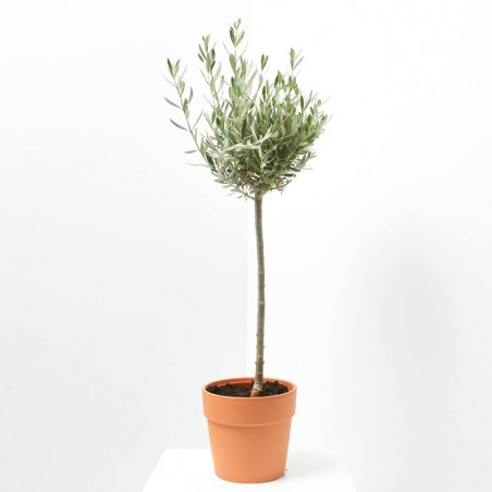 OLIVO VARIEDADES COPA