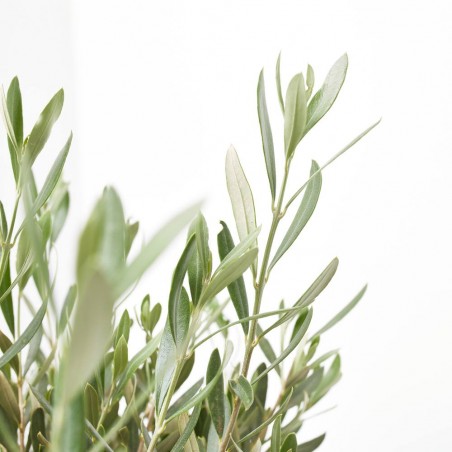 OLIVO VARIEDADES COPA