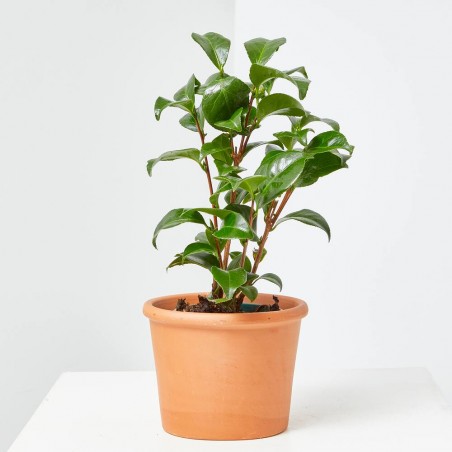 CAMELIA