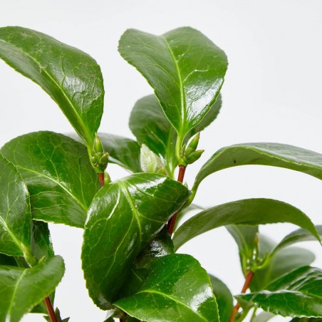 CAMELIA