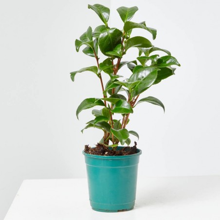 CAMELIA