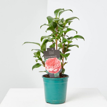 CAMELIA