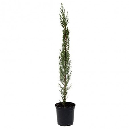 CIPRES COMUN (CUPRESSUS SEMPERVIRENS)