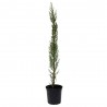 CIPRES COMUN (CUPRESSUS SEMPERVIRENS)