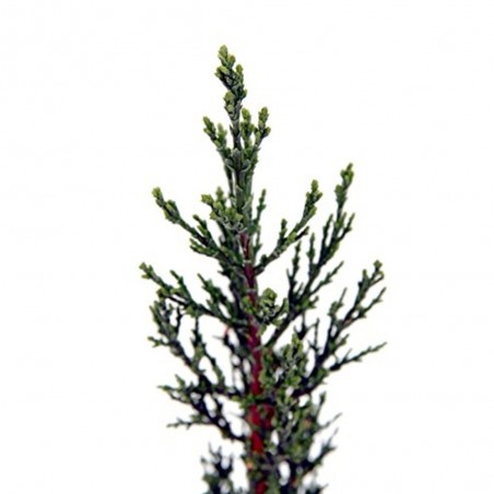 CIPRES COMUN (CUPRESSUS SEMPERVIRENS)