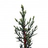 CIPRES COMUN (CUPRESSUS SEMPERVIRENS)