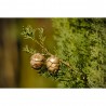 CIPRES COMUN (CUPRESSUS SEMPERVIRENS)