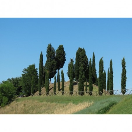 CIPRES COMUN (CUPRESSUS SEMPERVIRENS)