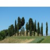 CIPRES COMUN (CUPRESSUS SEMPERVIRENS)