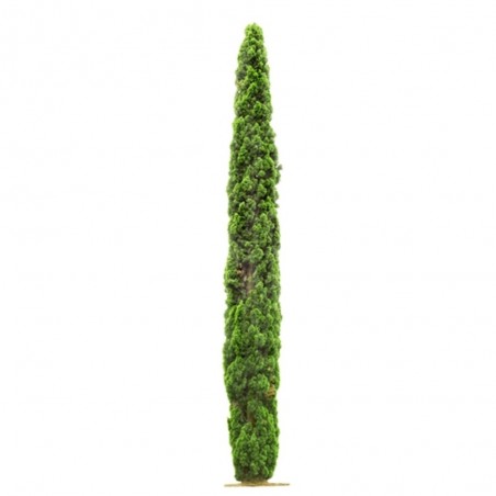 CIPRES COMUN (CUPRESSUS SEMPERVIRENS)