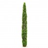 CIPRES COMUN (CUPRESSUS SEMPERVIRENS)
