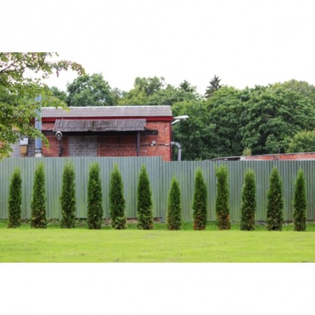 CIPRES COMUN (CUPRESSUS SEMPERVIRENS)