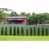 CIPRES COMUN (CUPRESSUS SEMPERVIRENS)