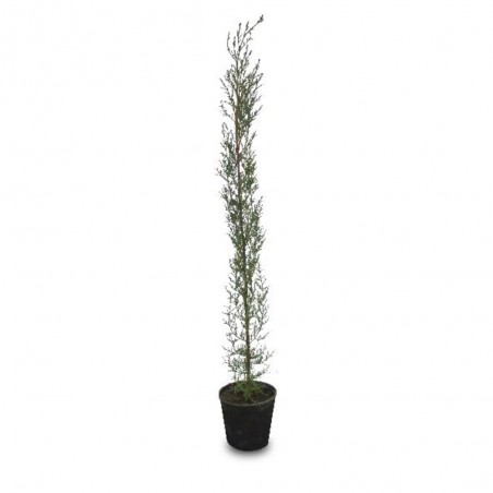 CIPRES COMUN (CUPRESSUS SEMPERVIRENS)