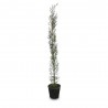 CIPRES COMUN (CUPRESSUS SEMPERVIRENS)