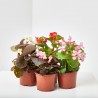 BEGONIA - SURTIDO VARIADO