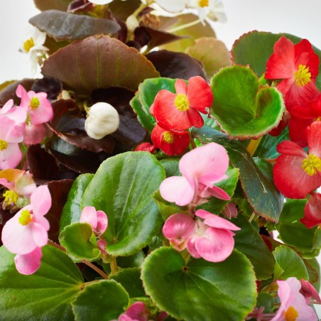 BEGONIA - SURTIDO VARIADO