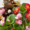 BEGONIA - SURTIDO VARIADO