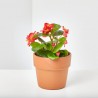 BEGONIA - SURTIDO VARIADO