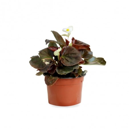 BEGONIA - SURTIDO VARIADO