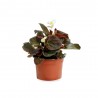 BEGONIA - SURTIDO VARIADO