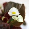 BEGONIA - SURTIDO VARIADO