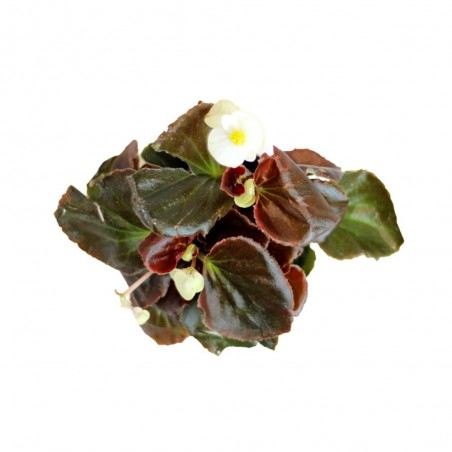 BEGONIA - SURTIDO VARIADO