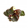 BEGONIA - SURTIDO VARIADO