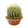 ECHINOCACTUS GRUSSONNI