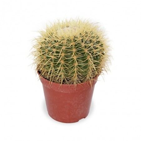 ECHINOCACTUS GRUSSONNI