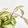 HOYA CARNOSA TRICOLOR