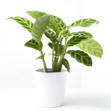CALATHEA ZEBRINA