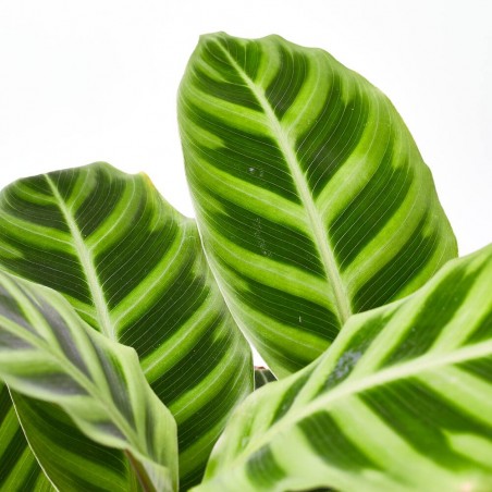 CALATHEA ZEBRINA