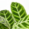CALATHEA ZEBRINA