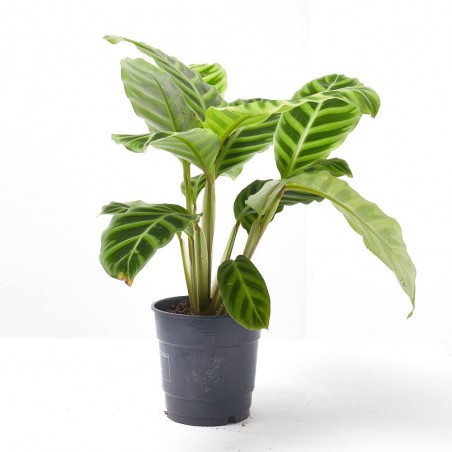 CALATHEA ZEBRINA