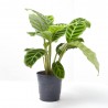 CALATHEA ZEBRINA