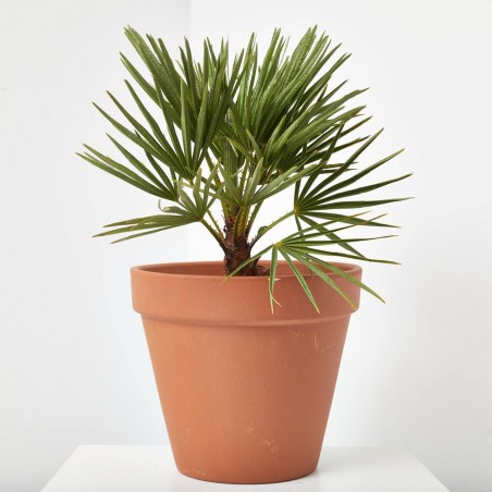 PALMERA PALMITO ARBUSTIVO