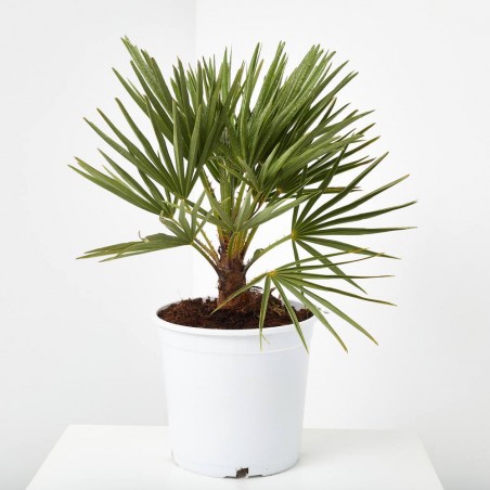 PALMERA PALMITO ARBUSTIVO