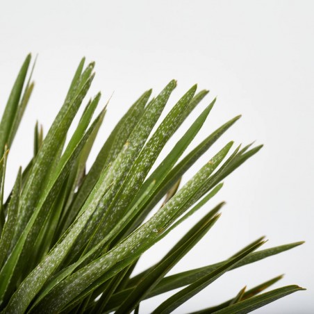 PALMERA PALMITO ARBUSTIVO