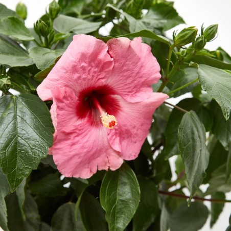 HIBISCUS