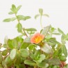PORTULACA