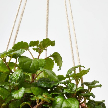 PLANTA DINERO COLGANTE